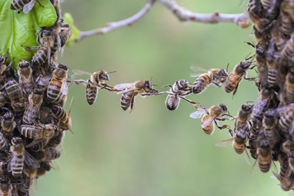 Bienen